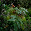 Image de Melianthus comosus Vahl