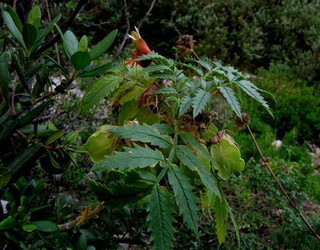 Image de Melianthus comosus Vahl