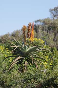 Image of Uitenbage aloe