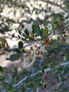 Plancia ëd Cercocarpus ledifolius Nutt.