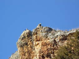 Image of Eurasian Griffon Vulture