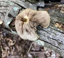 Image de Pholiota polychroa (Berk.) A. H. Sm. & H. J. Brodie 1935