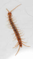 Plancia ëd Lithobius melanops Newport 1845