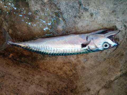 Image of Atlantic Mackerel