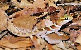 Image of Panther Gecko