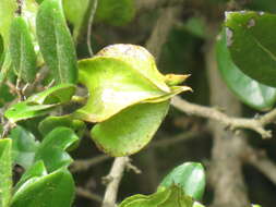 Image of Diospyros scabrida var. scabrida