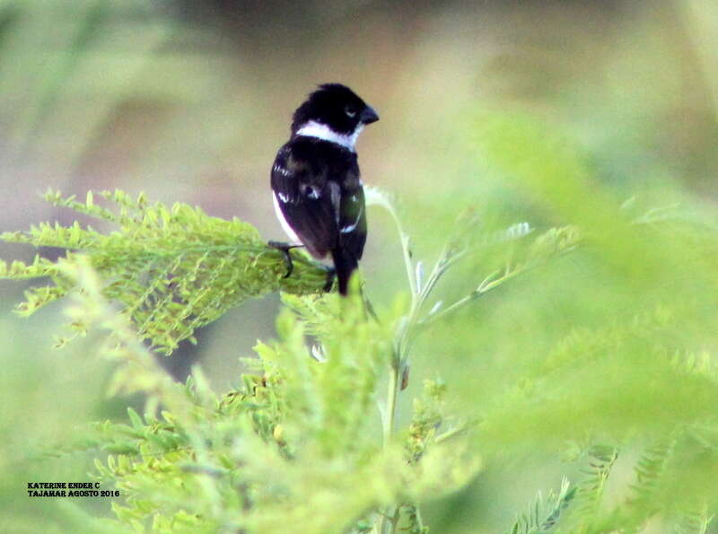 Image of Morelet's Seedeater
