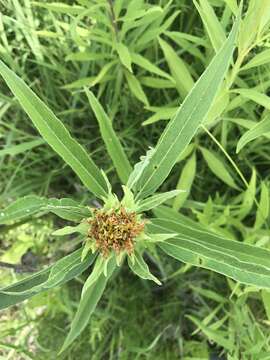 Sivun Helianthus grosseserratus M. Martens kuva