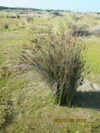 Image of Juncus kraussii Hochst.