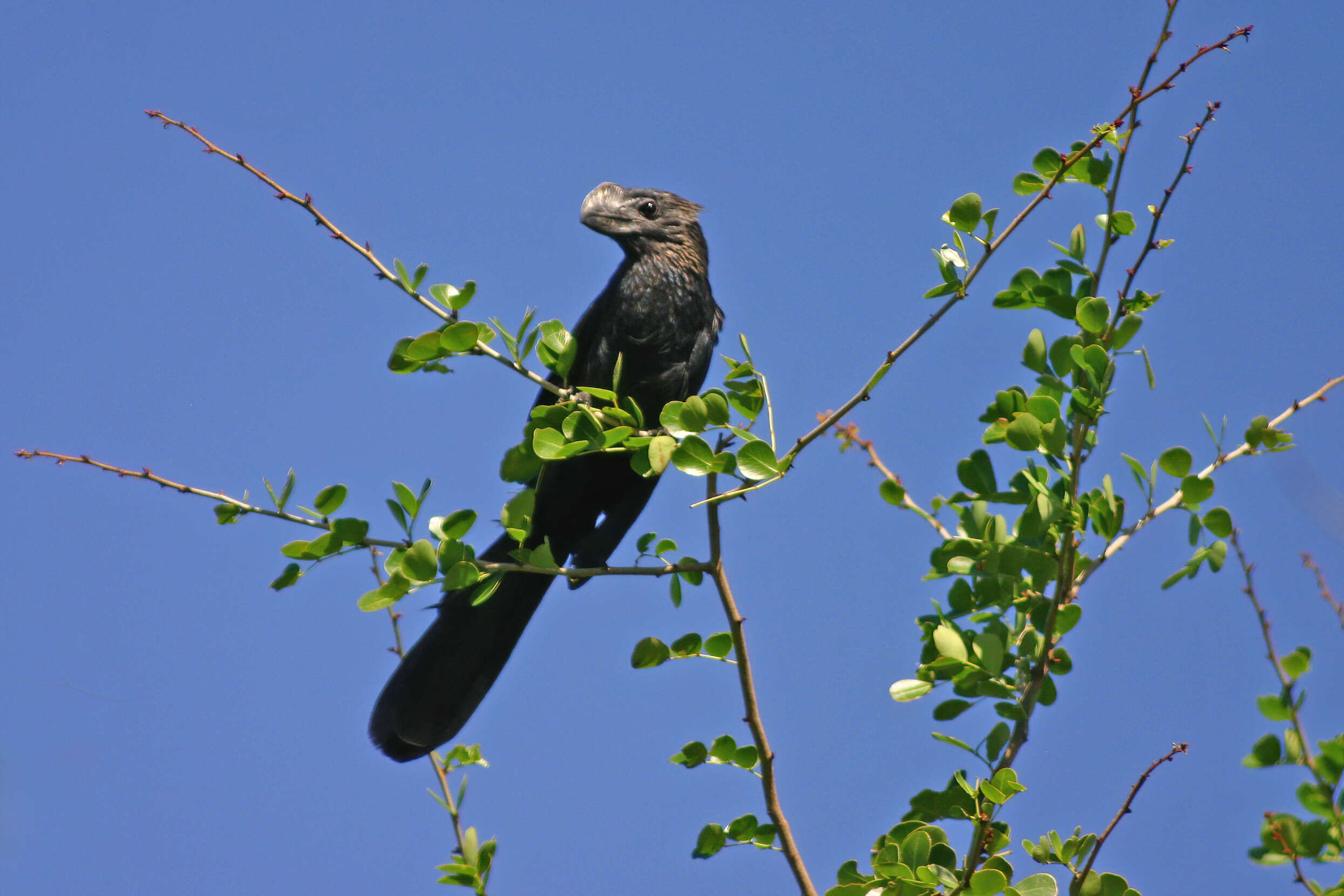 Imagem de Crotophaga Linnaeus 1758