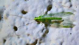 Image of Green lacewing