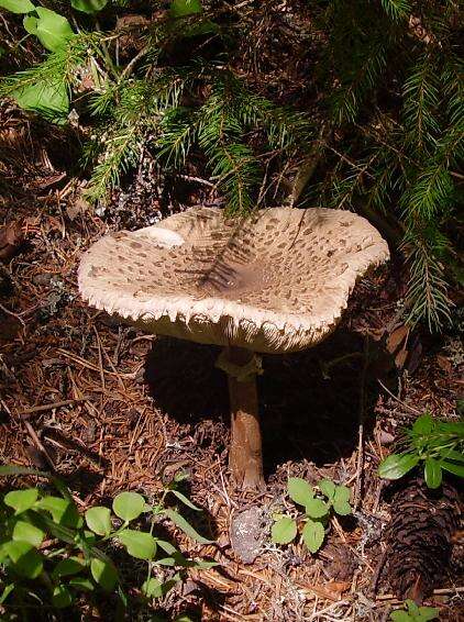 Image of Macrolepiota procera (Scop.) Singer 1948