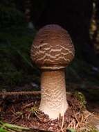 Image of Macrolepiota procera (Scop.) Singer 1948