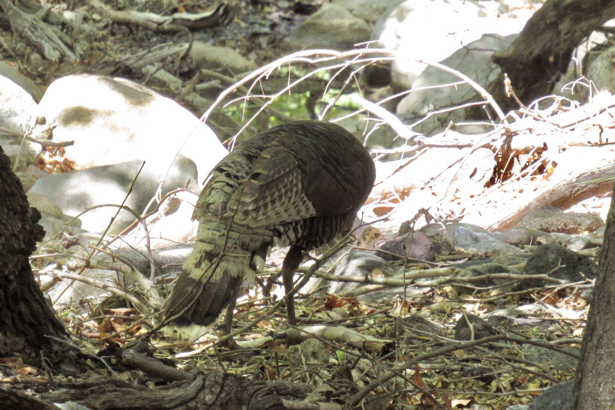 Imagem de Meleagris gallopavo mexicana Gould 1856