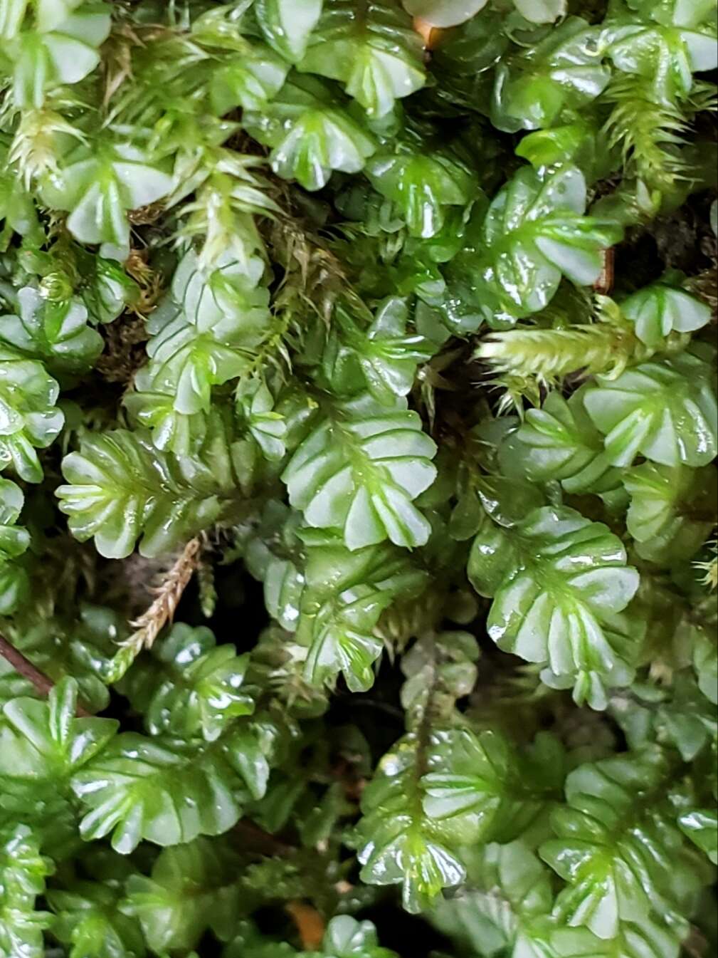 Image of Plagiochila porelloides (Torr. ex Nees) Lindenb.