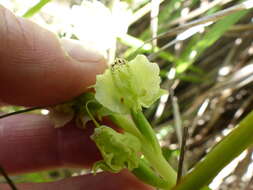 Image of Pterygodium hastatum Bolus