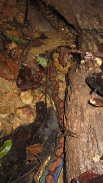 Image of Rainbow Boa