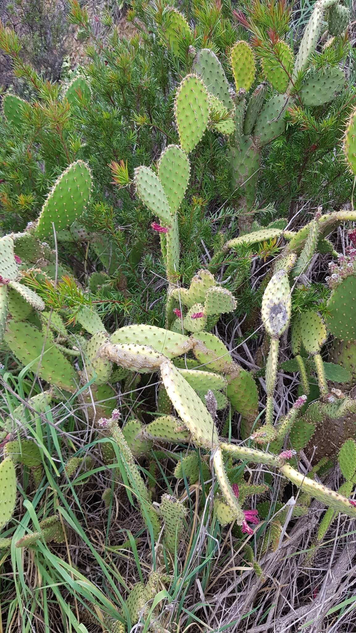 Image of Opuntia puberula Pfeiff.