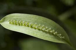 Image of Spathicarpa hastifolia Hook.