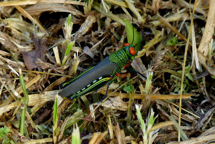 Image of Coscineuta coxalis (Serville 1838)