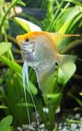 Image of freshwater angelfish