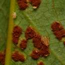 Image of Aphid