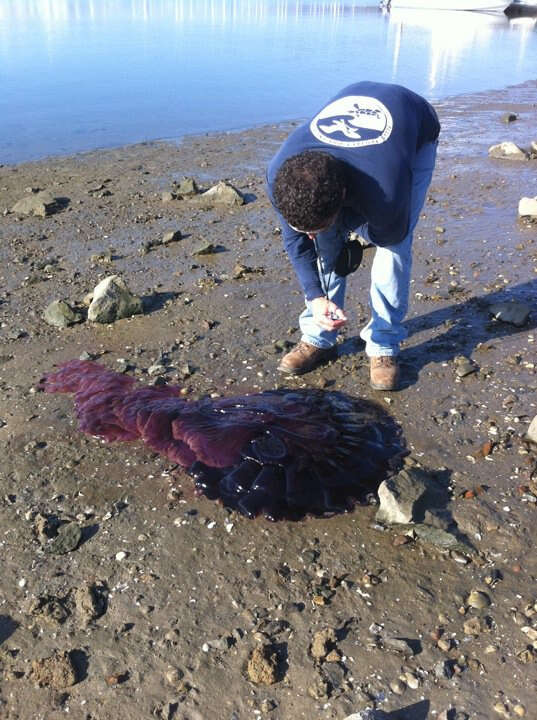 Image of Black sea nettle