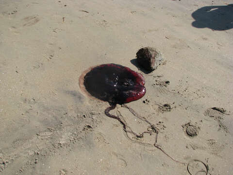 Image of Black sea nettle