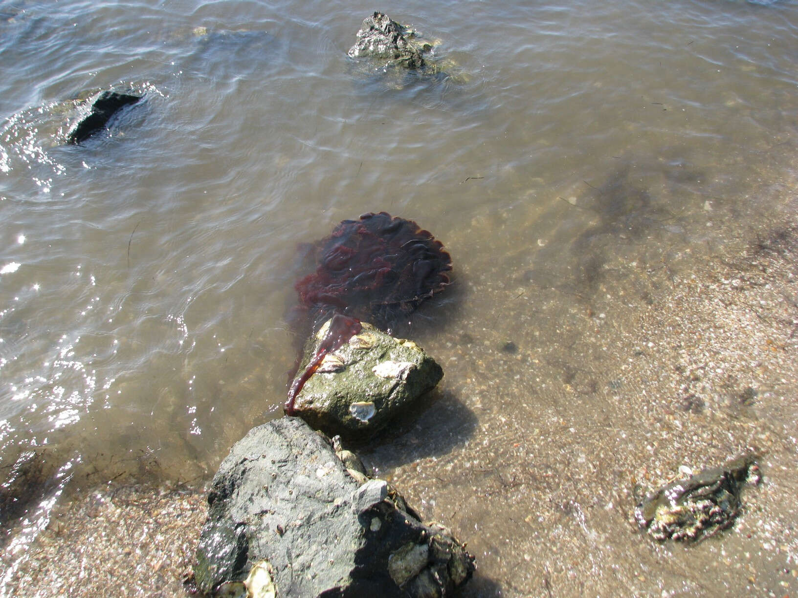 Image of Black sea nettle