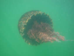 Image of Black sea nettle