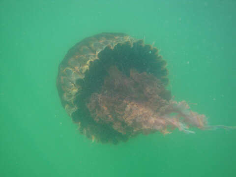 Image of Black sea nettle