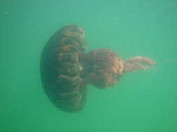 Image of Black sea nettle