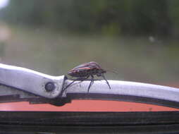 Image of <i>Graphosoma italicum</i>