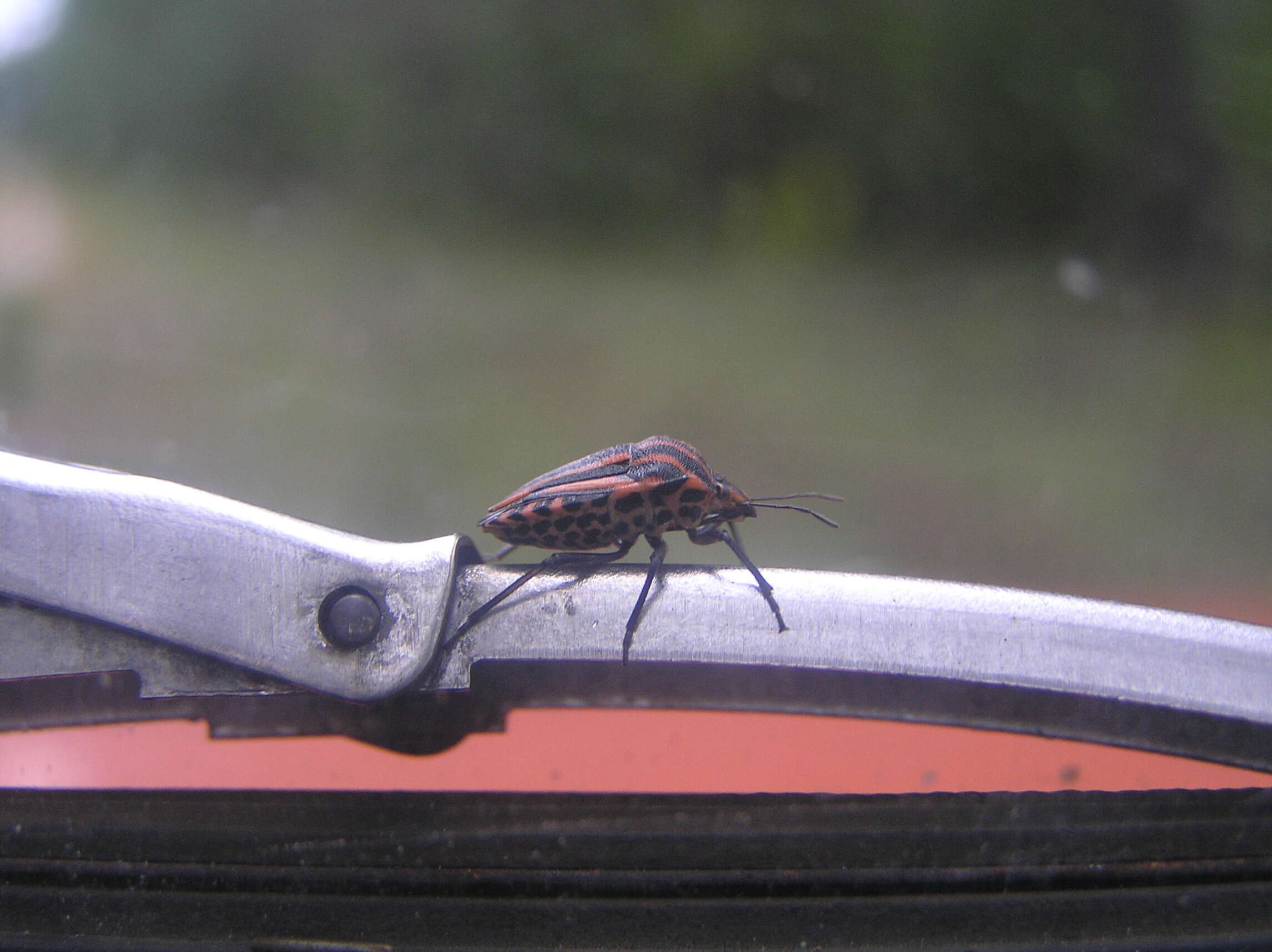 Image of <i>Graphosoma italicum</i>