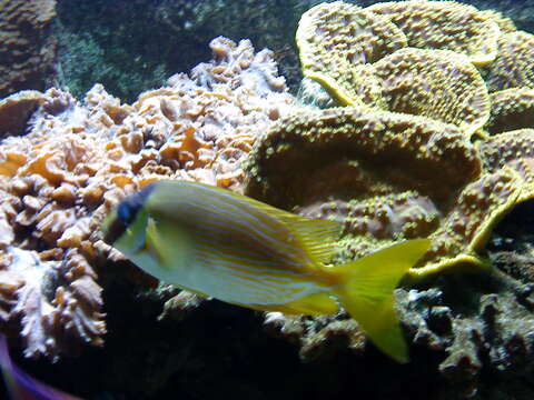 Image of Bluelined rabbitfish