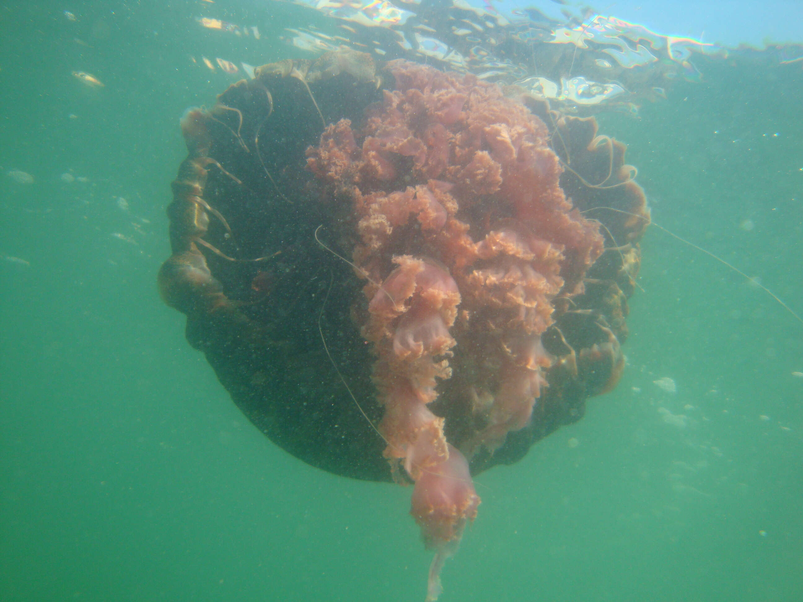 Image of Black sea nettle