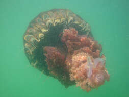 Image of Black sea nettle