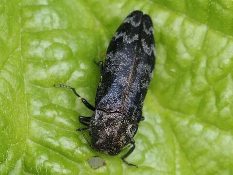 Coraebus rubi (Linnaeus 1767) resmi