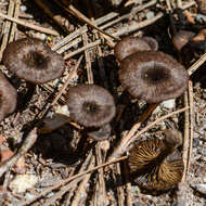 Image de Arrhenia rainierensis (H. E. Bigelow) Redhead, Lutzoni, Moncalvo & Vilgalys 2002