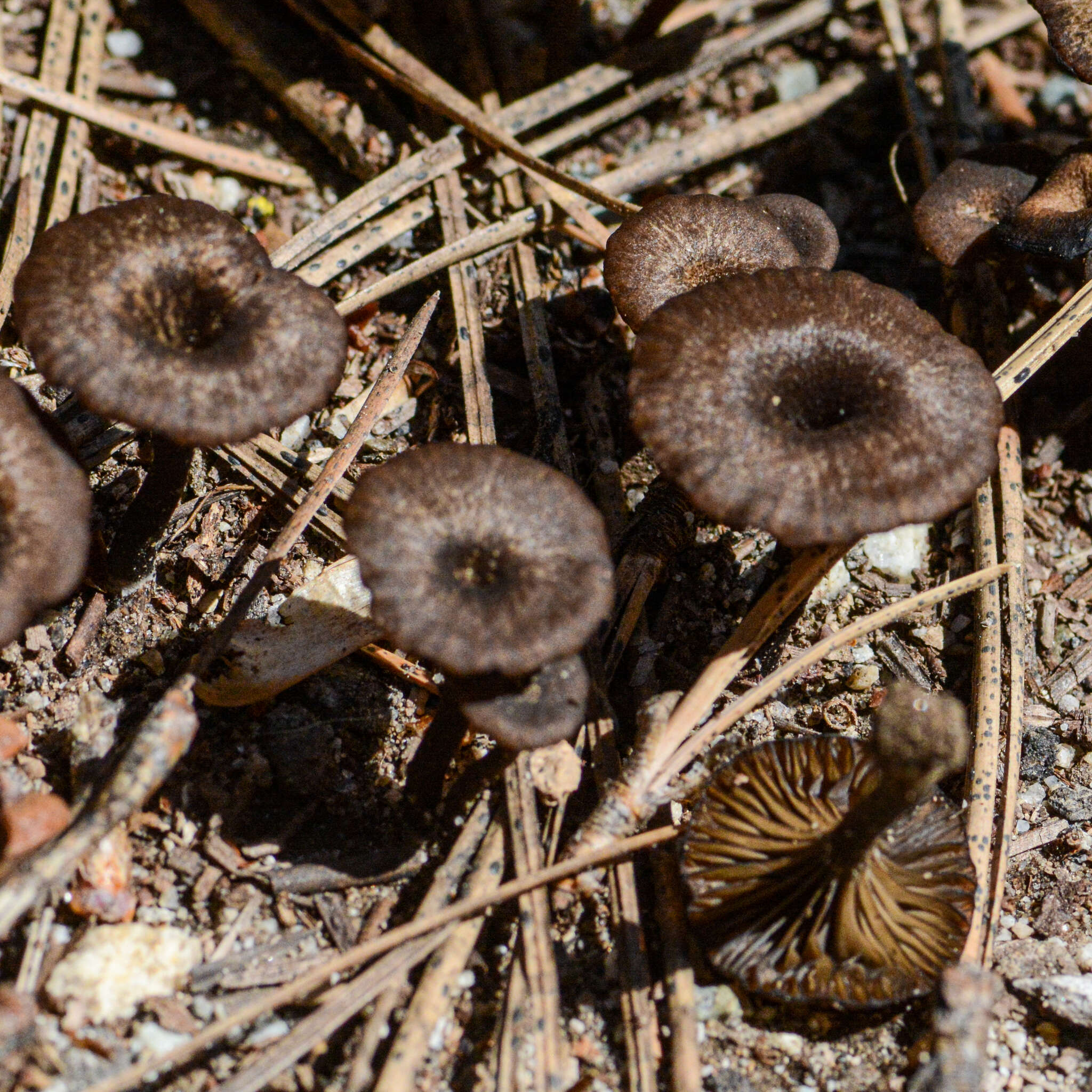 Image de Arrhenia rainierensis (H. E. Bigelow) Redhead, Lutzoni, Moncalvo & Vilgalys 2002