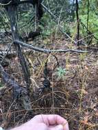 Image of wiry panicgrass