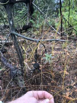 Image of wiry panicgrass