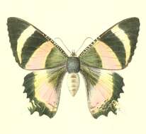 Image of Alcides metaurus Hopffer 1856