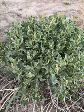 Image of Trecul's toothleaf