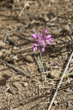 Image of Allium mongolicum Regel