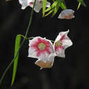 Image of Rosy Milkweed Vine