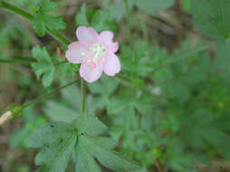 Image of swampmallow