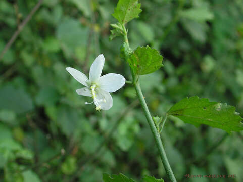 Image of rosemallow