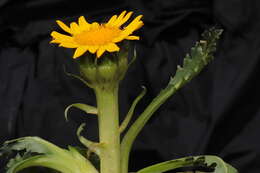 Image of Senecio breviscapus DC.