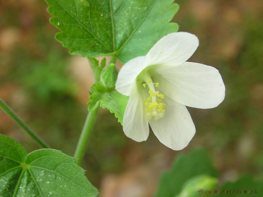 Image of Hibiscus lobatus (Murray) Kuntze